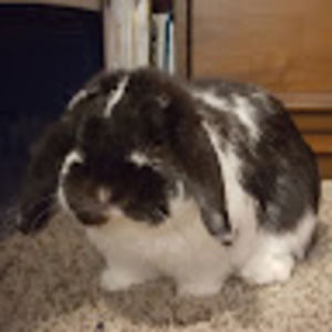 Meet your Posher, Kendall